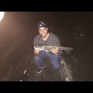 Meet your Posher, Pedro